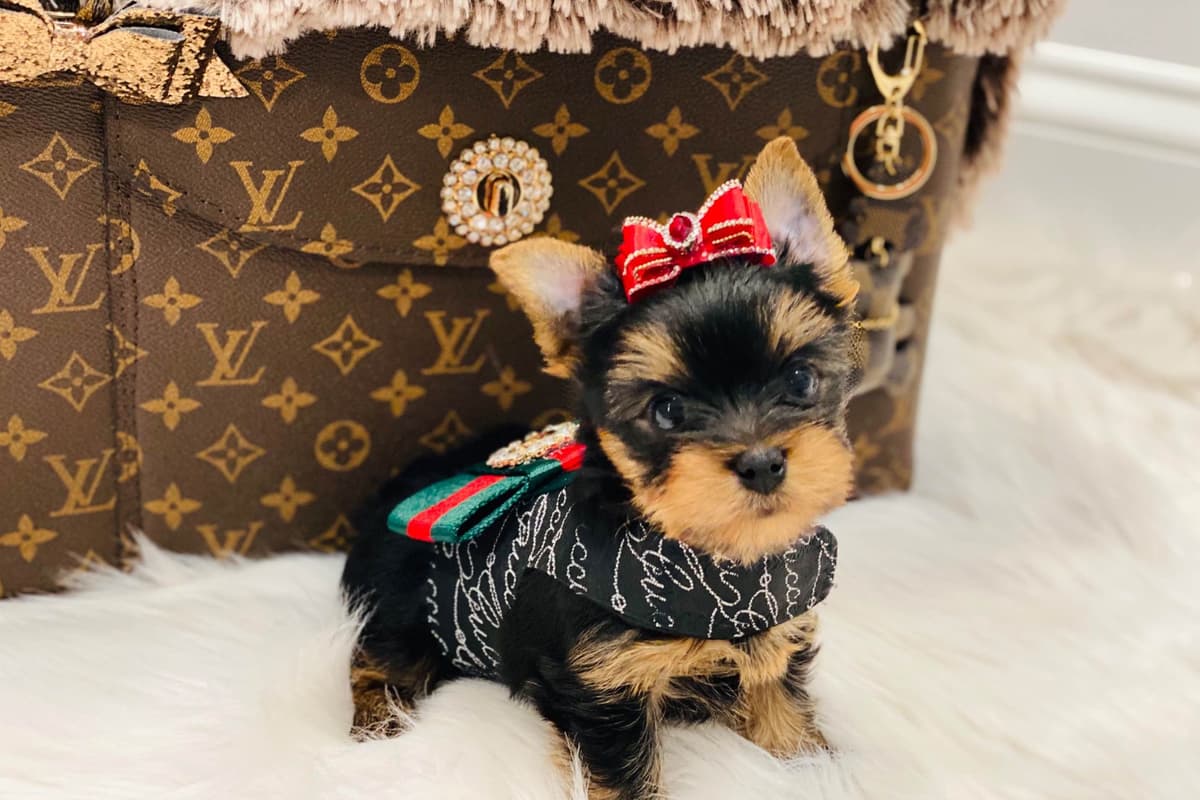 ✨Coming Soon ✨ breeder image 46