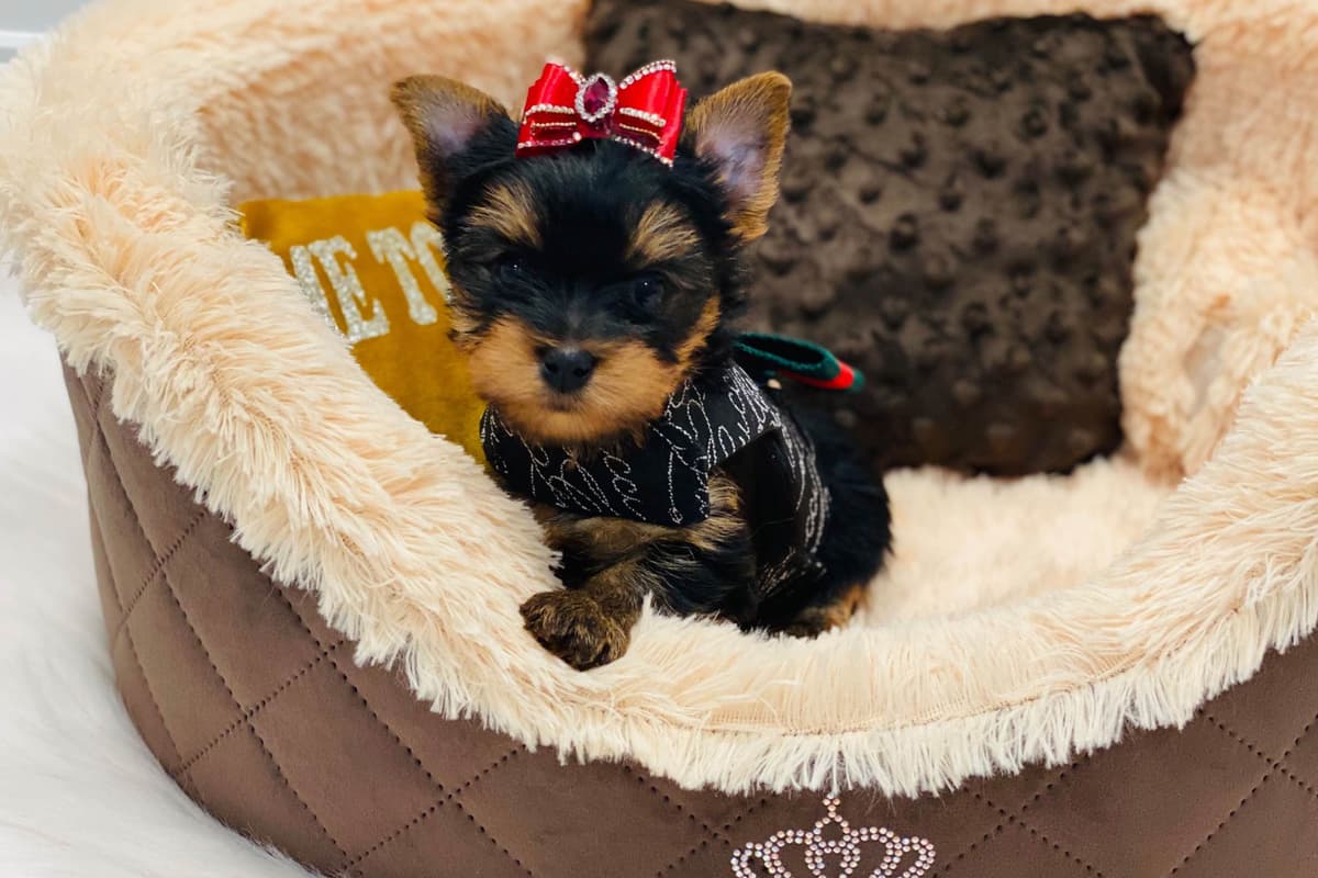 ✨Coming Soon ✨ breeder image 48