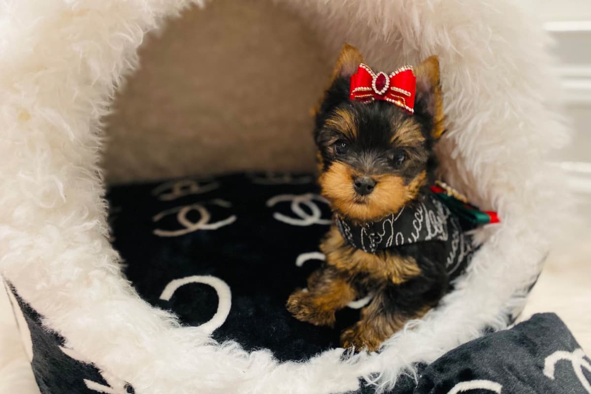 ✨Coming Soon ✨ breeder image 49