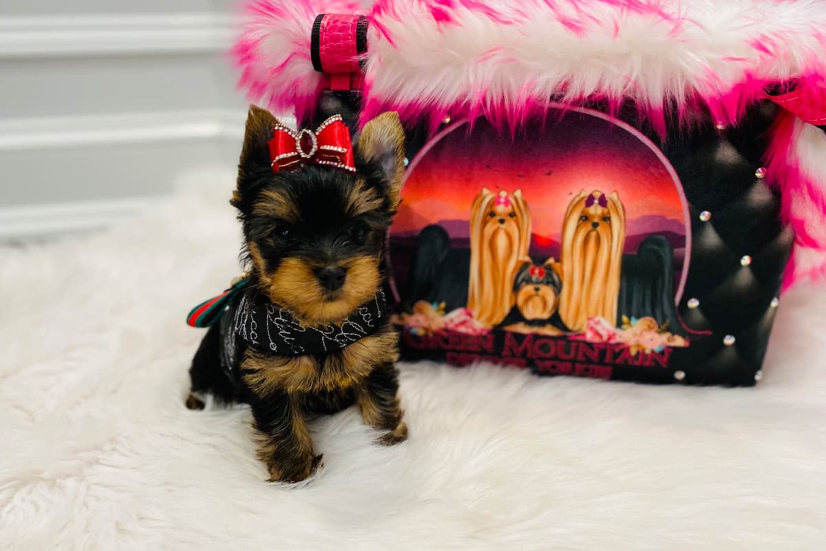 ✨Coming Soon ✨ breeder image 50
