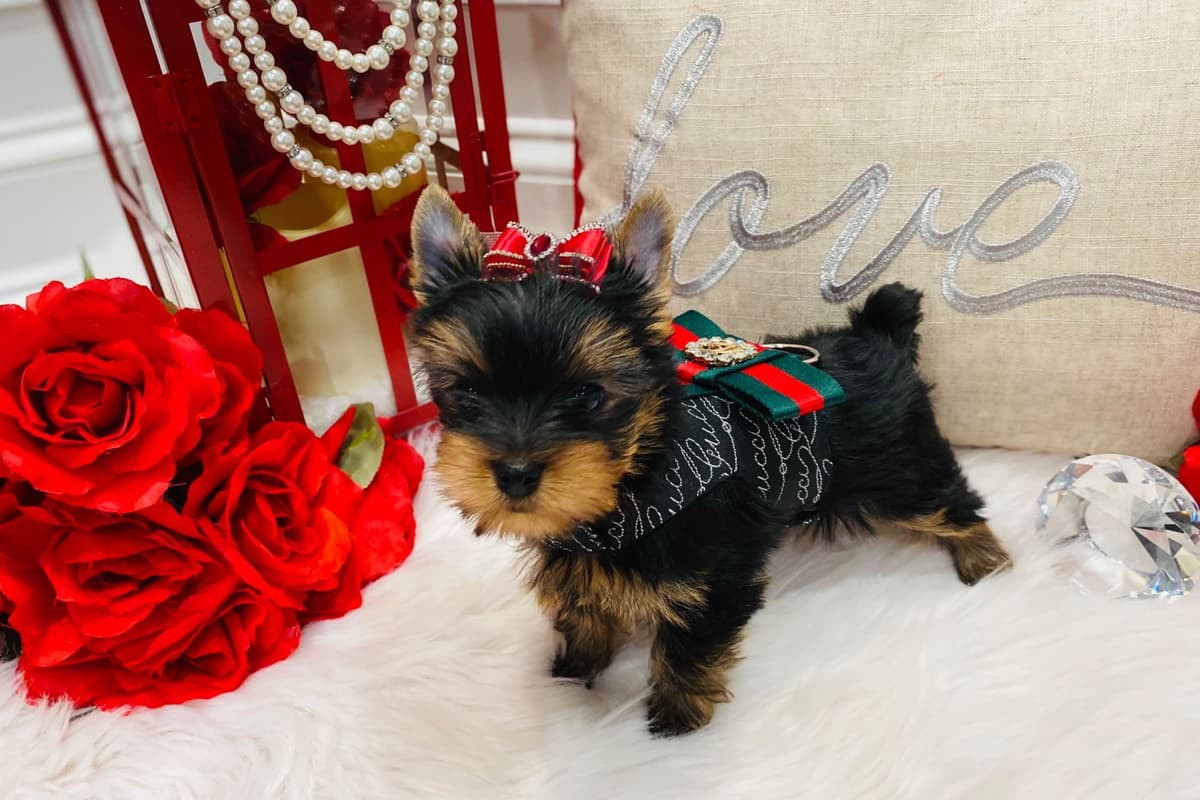 ✨Coming Soon ✨ breeder image 52