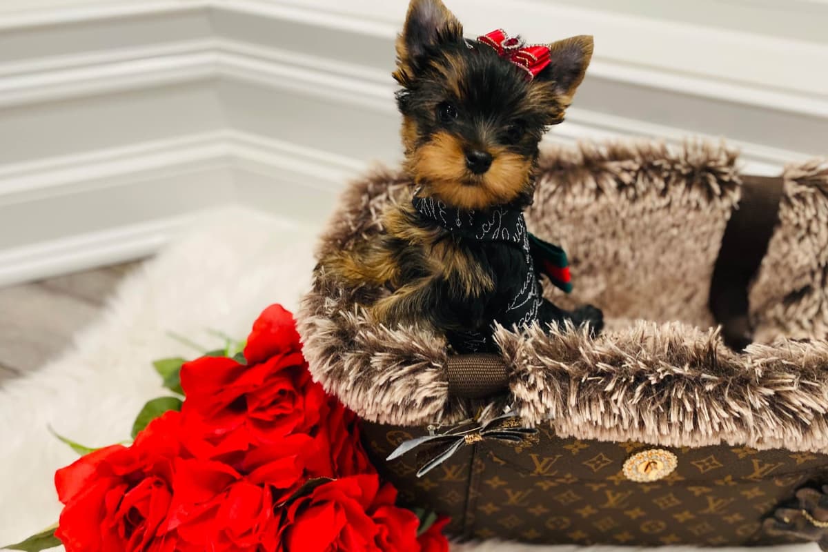 ✨Coming Soon ✨ breeder image 54