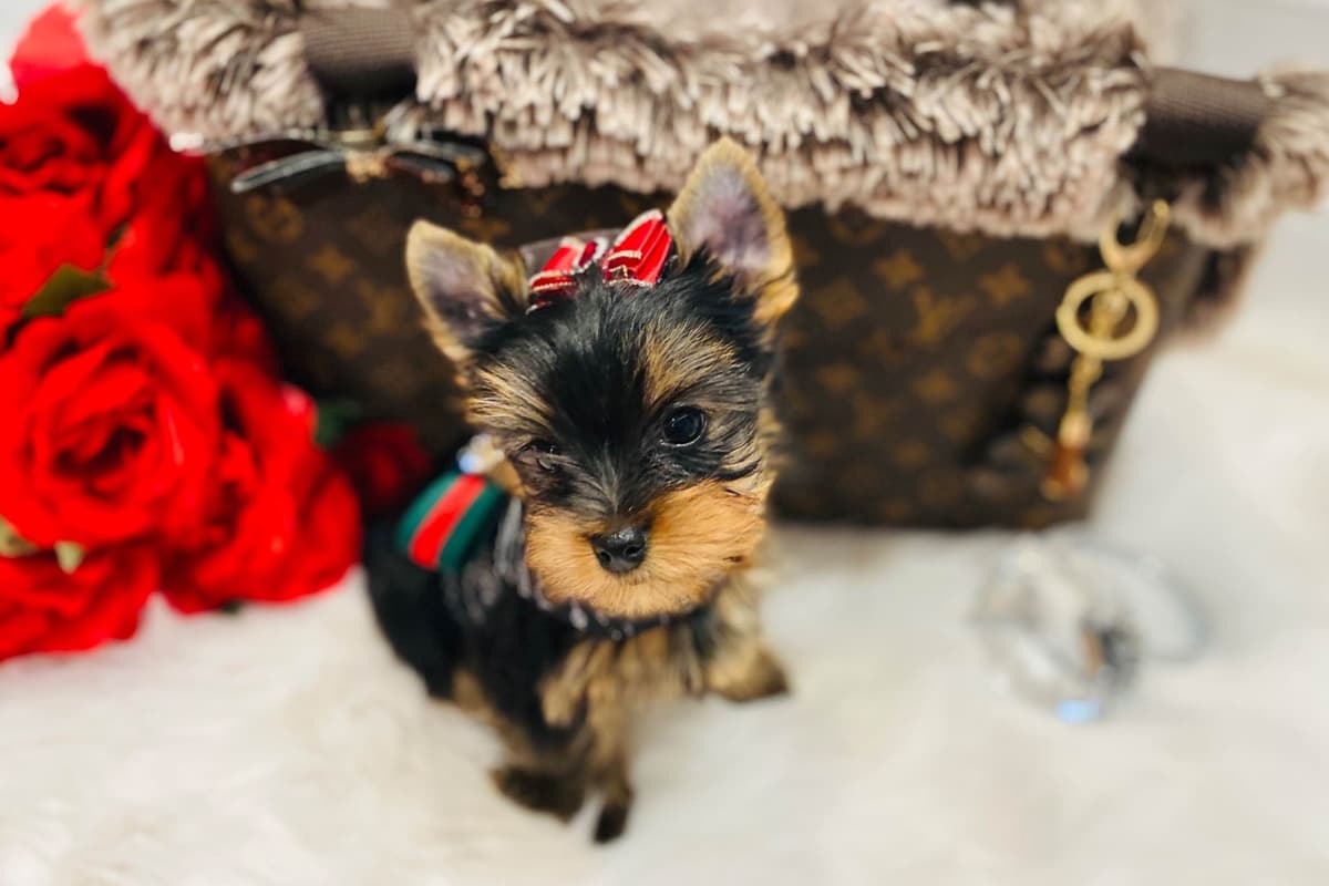 ✨Coming Soon ✨ breeder image 55