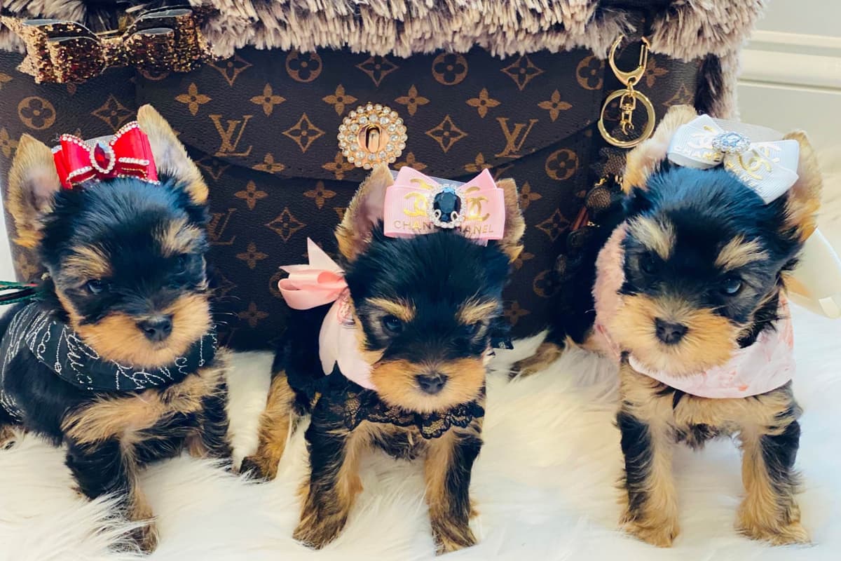 ✨Coming Soon ✨ breeder image 57