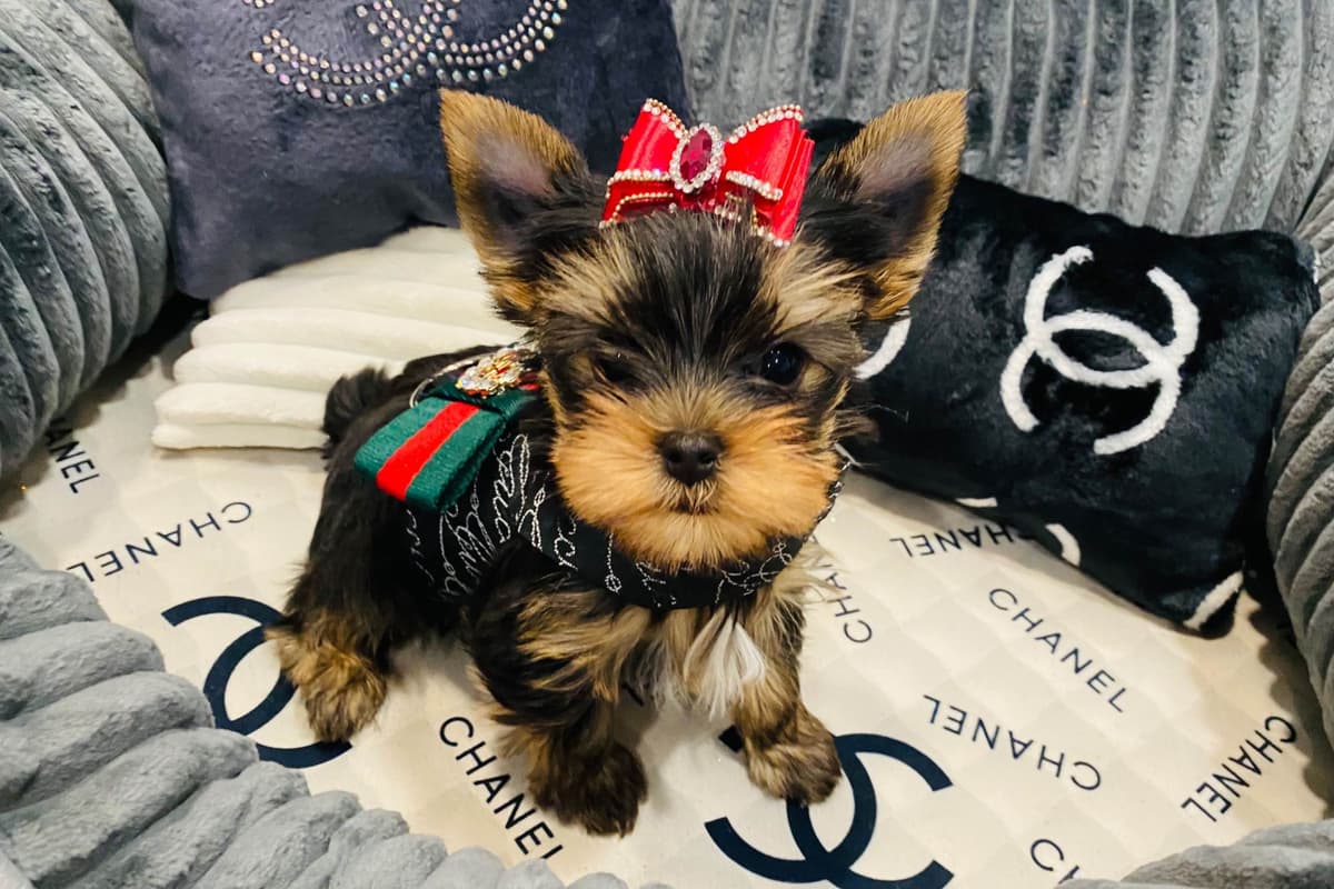 ✨Coming Soon ✨ breeder image 1