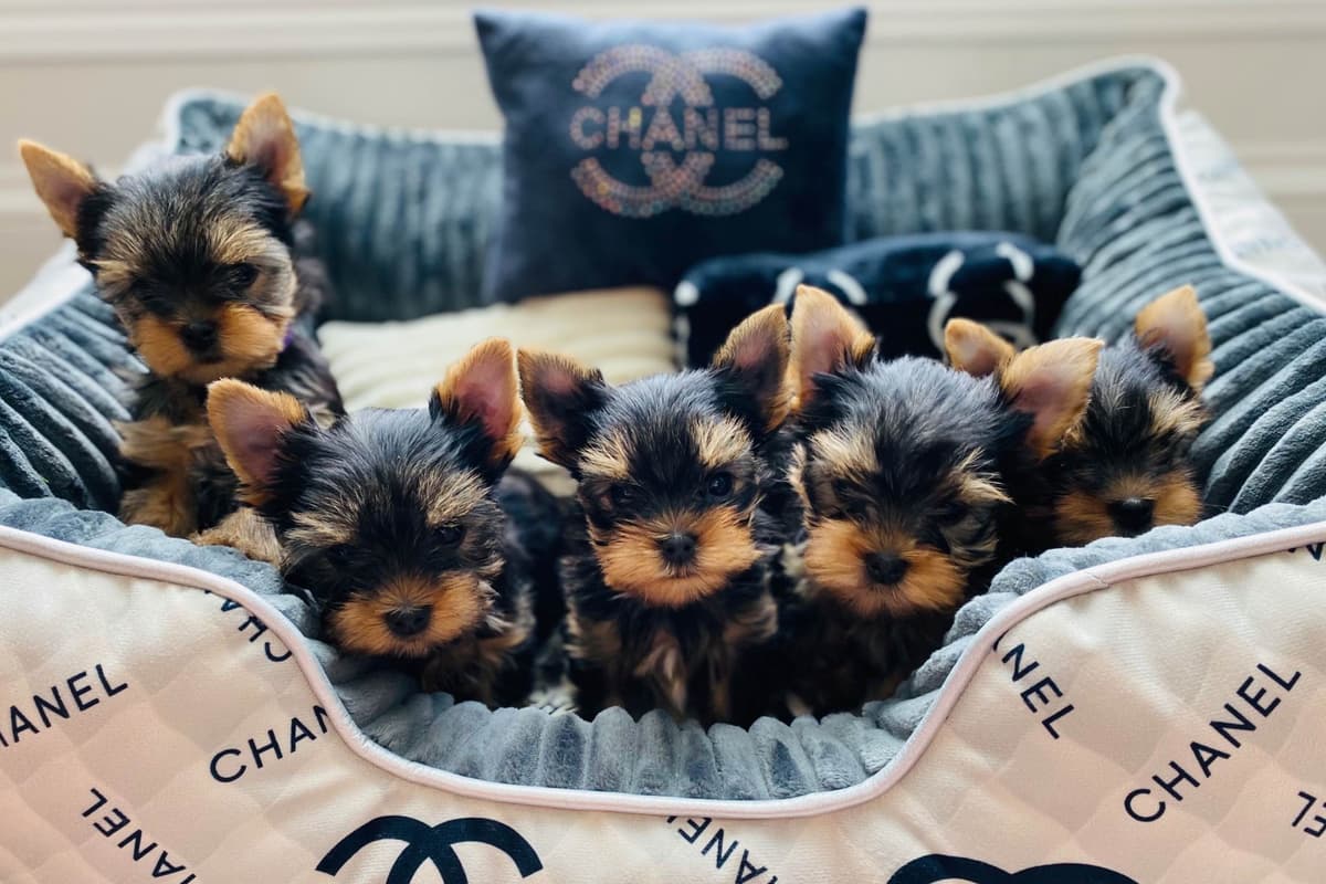 ✨Coming Soon ✨ breeder image 60