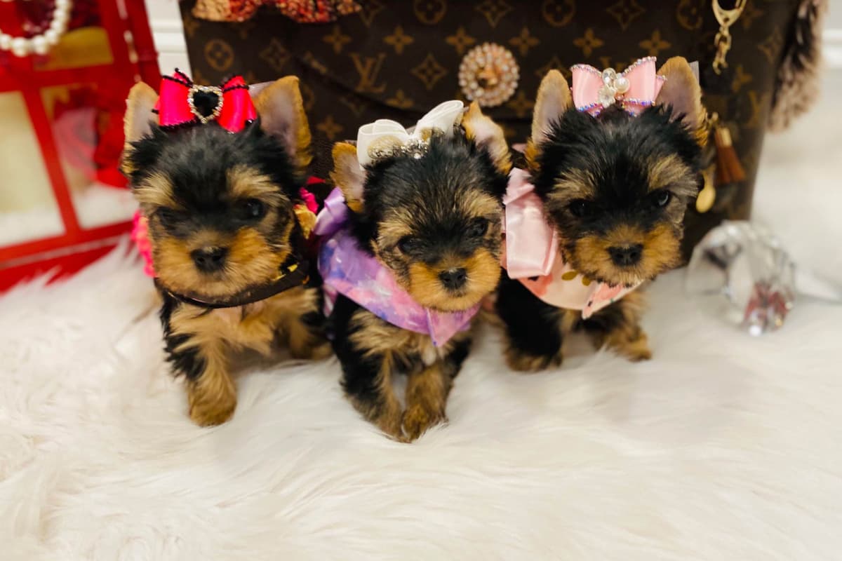 ✨Coming Soon ✨ breeder image 61