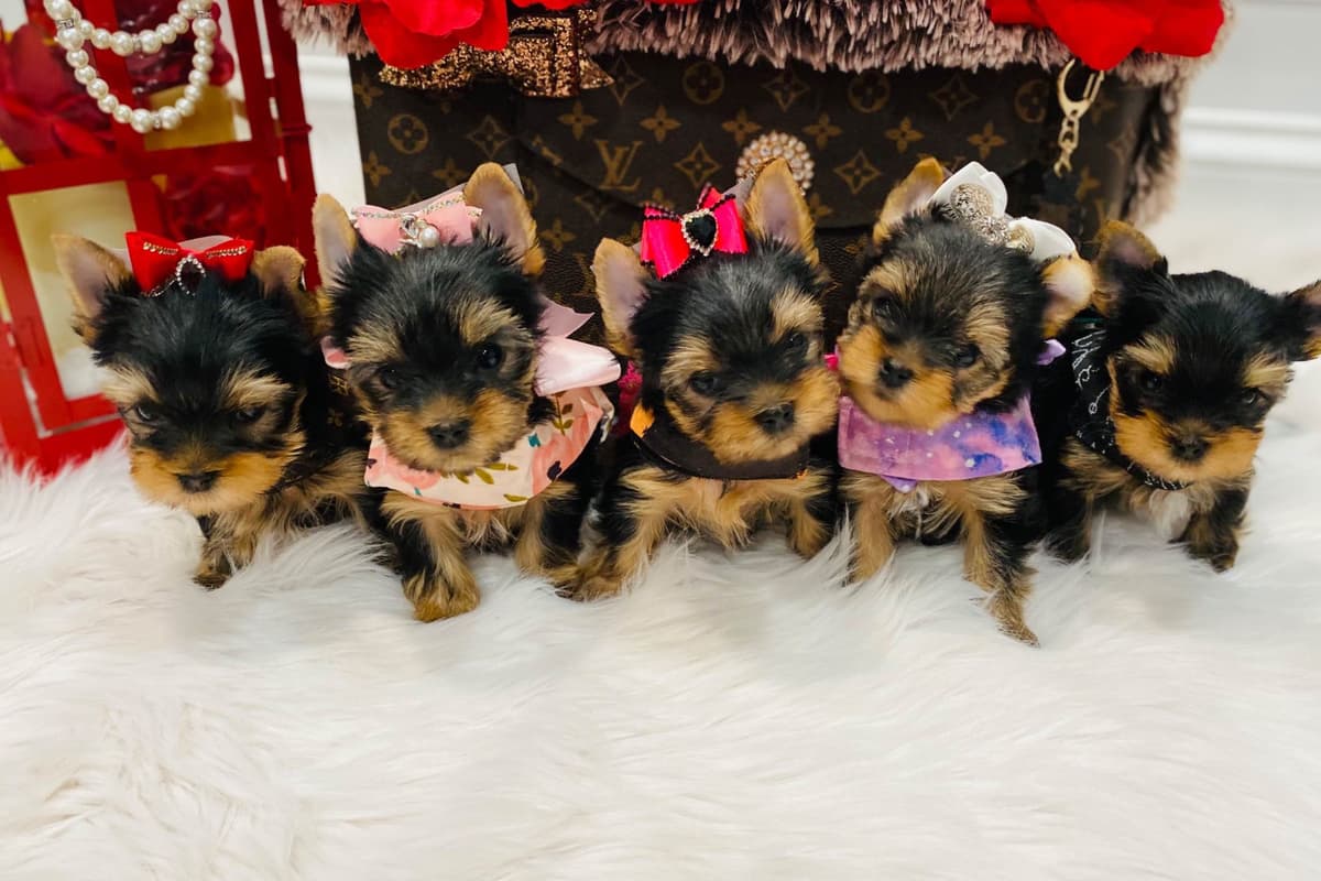 ✨Coming Soon ✨ breeder image 63