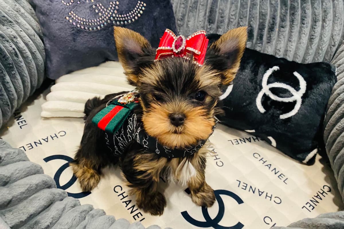 ✨Coming Soon ✨ breeder image 65