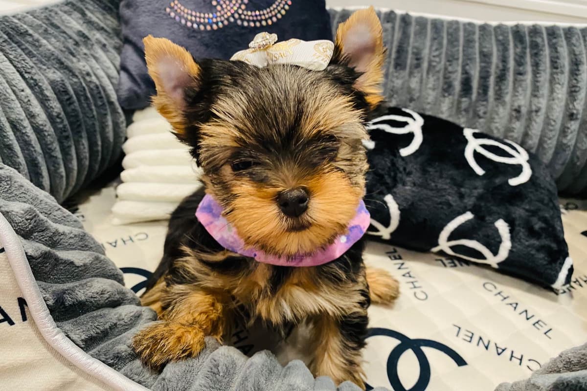 ✨Coming Soon ✨ breeder image 67