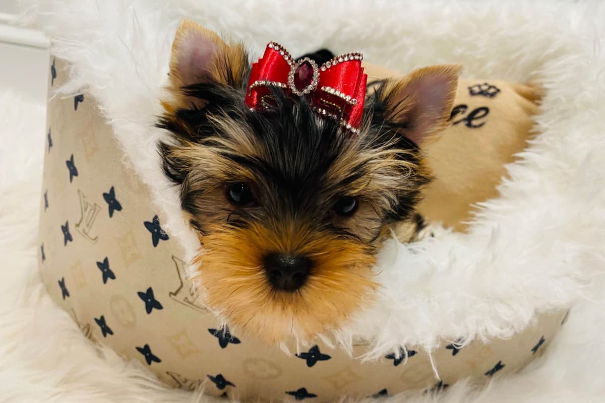 ✨Coming Soon ✨ breeder image 69