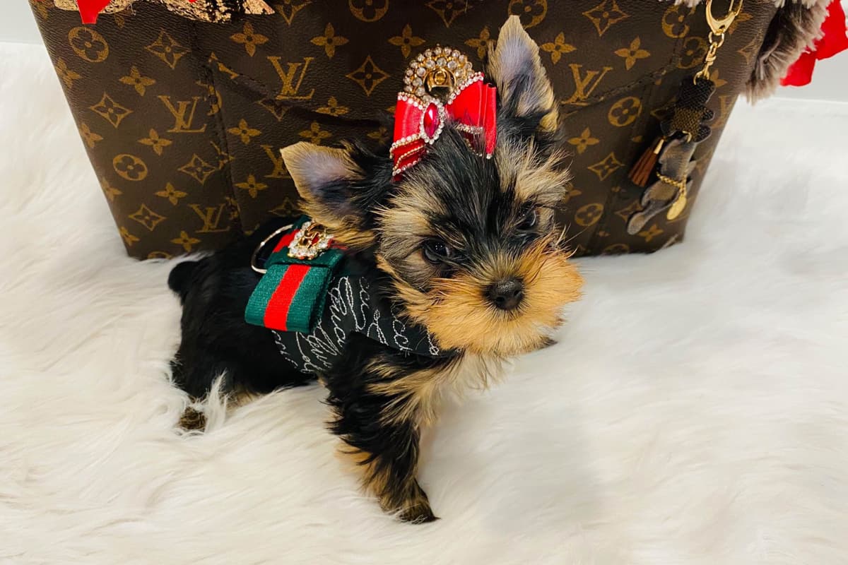 ✨Coming Soon ✨ breeder image 70