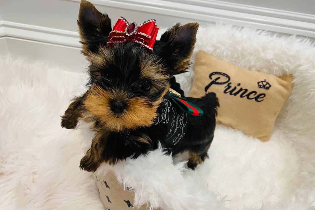 ✨Coming Soon ✨ breeder image 71