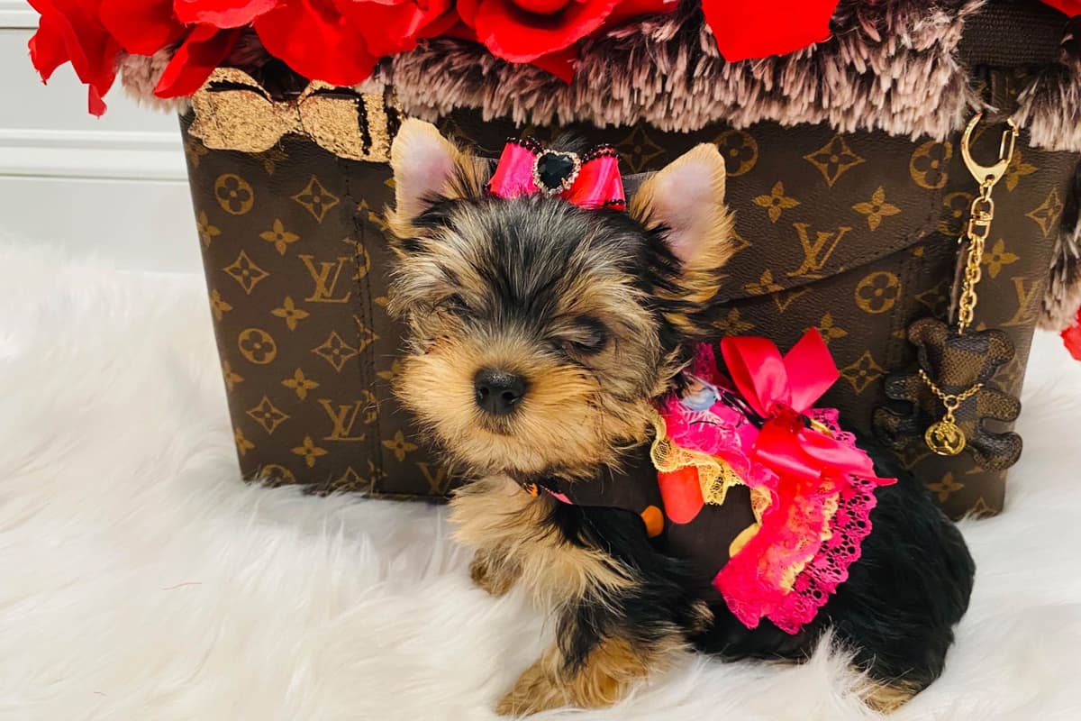 ✨Coming Soon ✨ breeder image 72