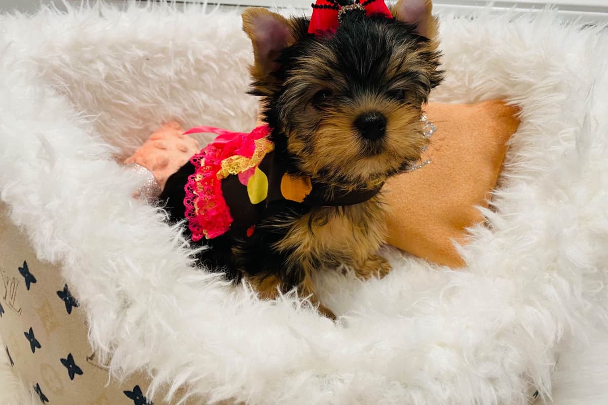 ✨Coming Soon ✨ breeder image 73