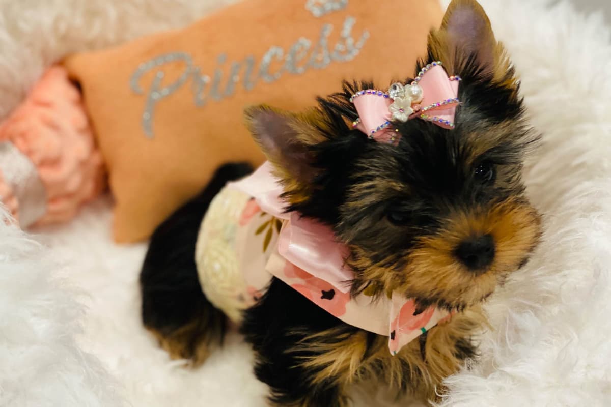✨Coming Soon ✨ breeder image 75