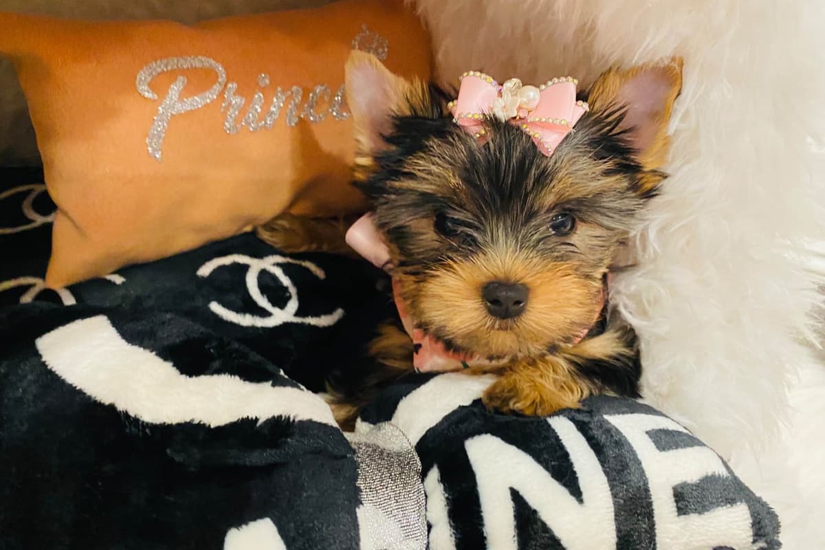 ✨Coming Soon ✨ breeder image 76