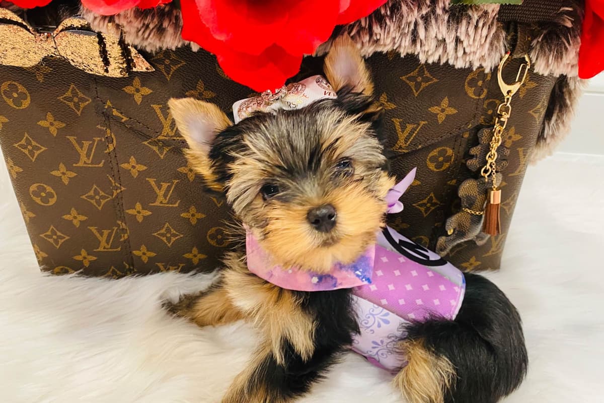 ✨Coming Soon ✨ breeder image 77