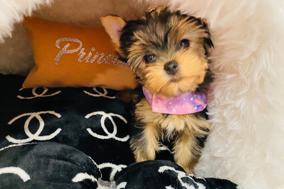 ✨Coming Soon ✨ breeder image 78