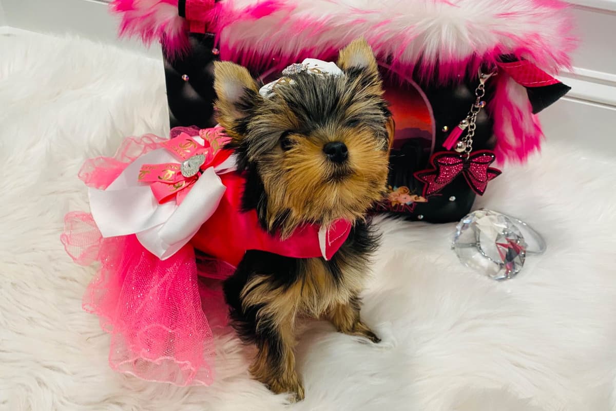 ✨Coming Soon ✨ breeder image 80