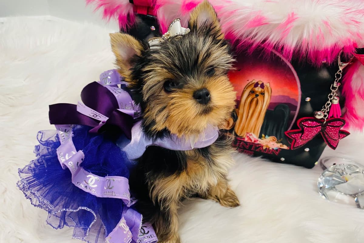 ✨Coming Soon ✨ breeder image 82