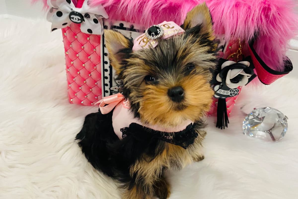 ✨Coming Soon ✨ breeder image 84