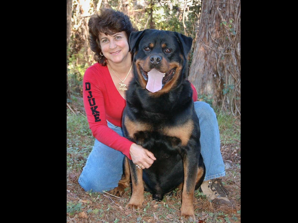 Rottweiler Puppies Top titled & health cert. in the World breeder image 1
