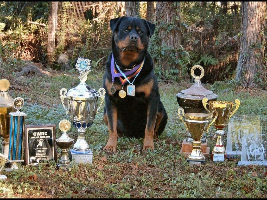 Rottweiler Puppies Top titled & health cert. in the World breeder image 5