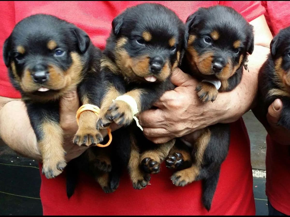 Rottweiler Puppies Top titled & health cert. in the World breeder image 6