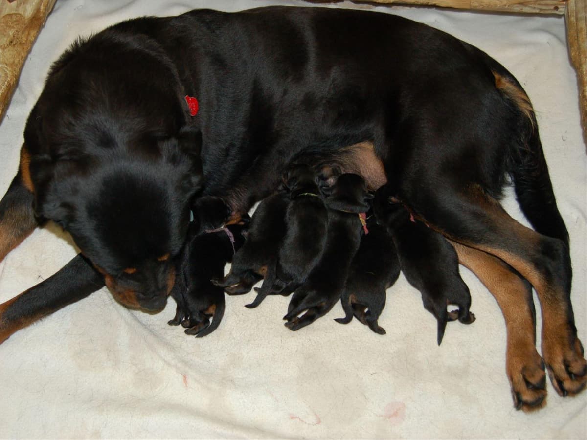 Rottweiler Puppies Top titled & health cert. in the World breeder image 7
