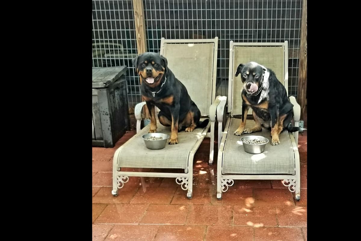 Rottweiler Puppies Top titled & health cert. in the World breeder image 9