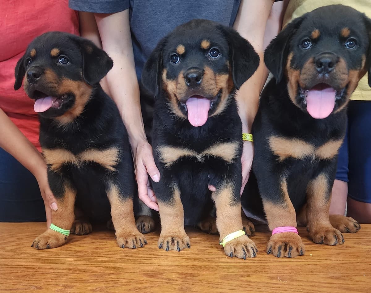 Rottweiler Puppies Top titled & health cert. in the World breeder image 11