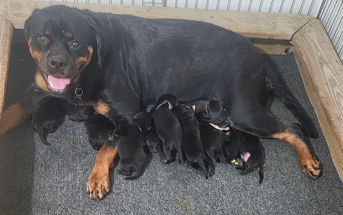 Rottweiler Puppies Top titled & health cert. in the World breeder image 12