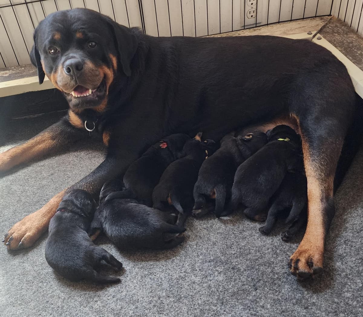 Rottweiler Puppies Top titled & health cert. in the World breeder image 14