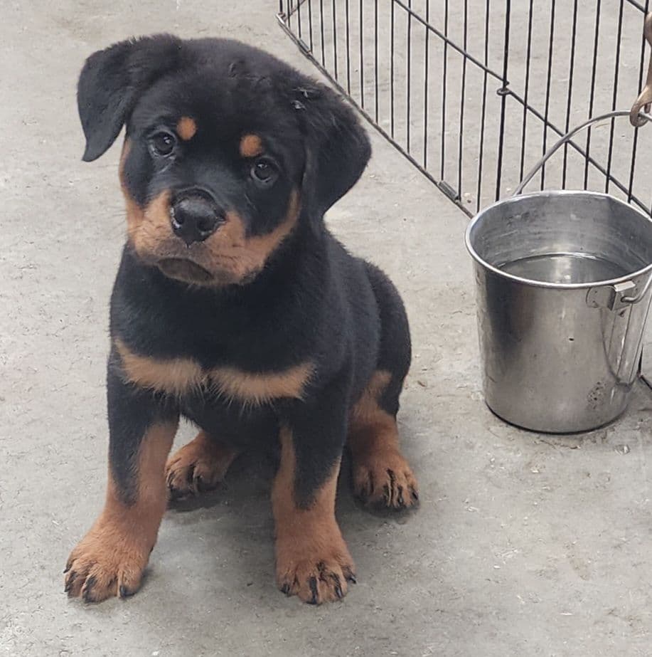 Rottweiler Puppies Top titled & health cert. in the World breeder image 15