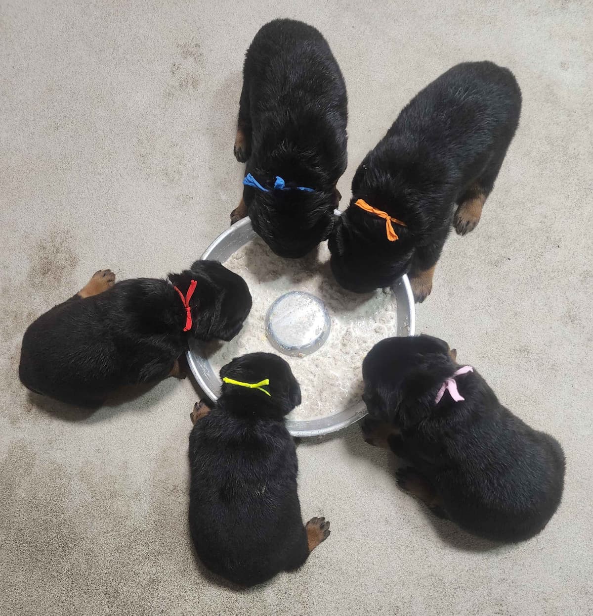 Rottweiler Puppies Top titled & health cert. in the World breeder image 17