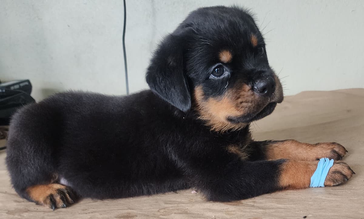 Rottweiler Puppies Top titled & health cert. in the World breeder image 18