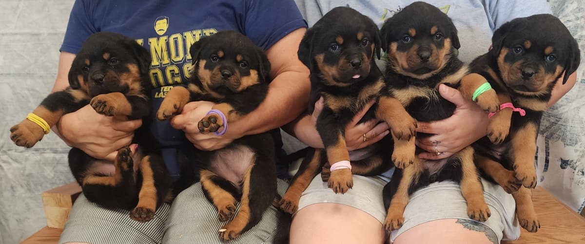 Rottweiler Puppies Top titled & health cert. in the World breeder image 19