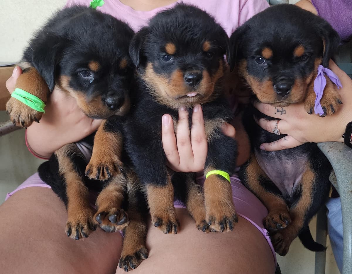 Rottweiler Puppies Top titled & health cert. in the World breeder image 22