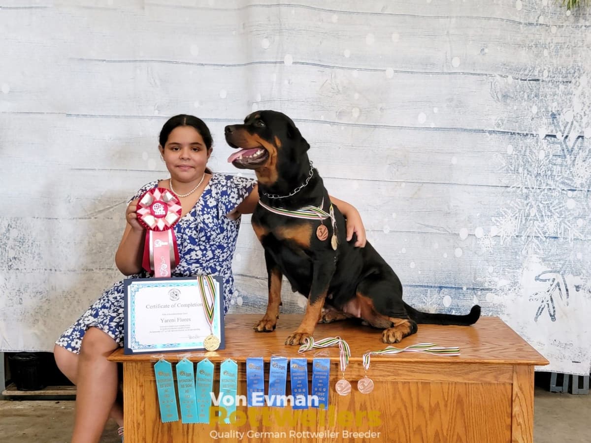 Rottweiler Puppies Top titled & health cert. in the World breeder image 23