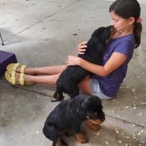 Rottweiler Puppies Top titled & health cert. in the World breeder image 24