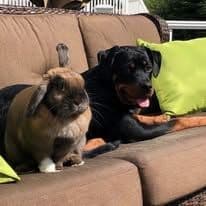 Rottweiler Puppies Top titled & health cert. in the World breeder image 25