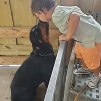 Rottweiler Puppies Top titled & health cert. in the World breeder image 26