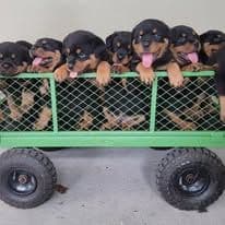 Rottweiler Puppies Top titled & health cert. in the World breeder image 28