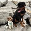 Rottweiler Puppies Top titled & health cert. in the World breeder image 29