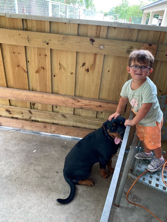 Rottweiler Puppies Top titled & health cert. in the World media 3