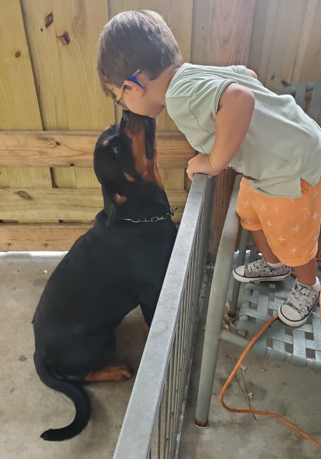 Rottweiler Puppies Top titled & health cert. in the World media 4
