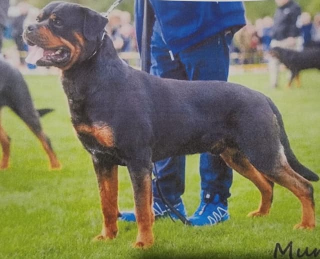 Rottweiler Puppies Top titled & health cert. in the World media 5