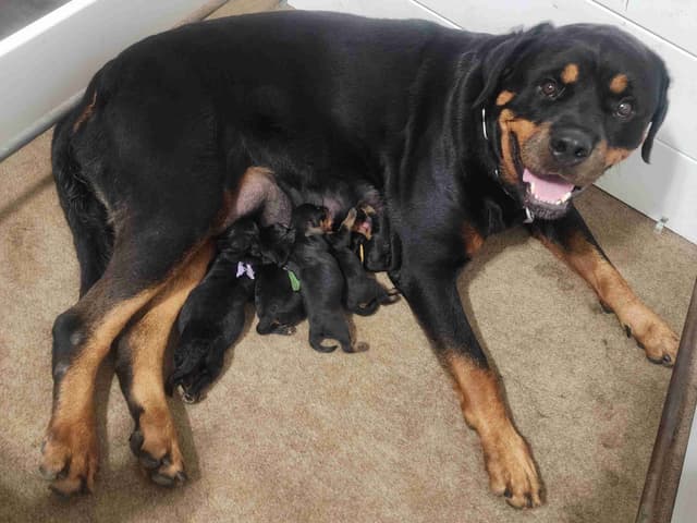 Rottweiler Puppies Top titled & health cert. in the World media 2