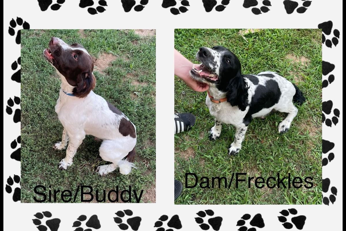 English Springer Spaniel Puppies breeder image 1